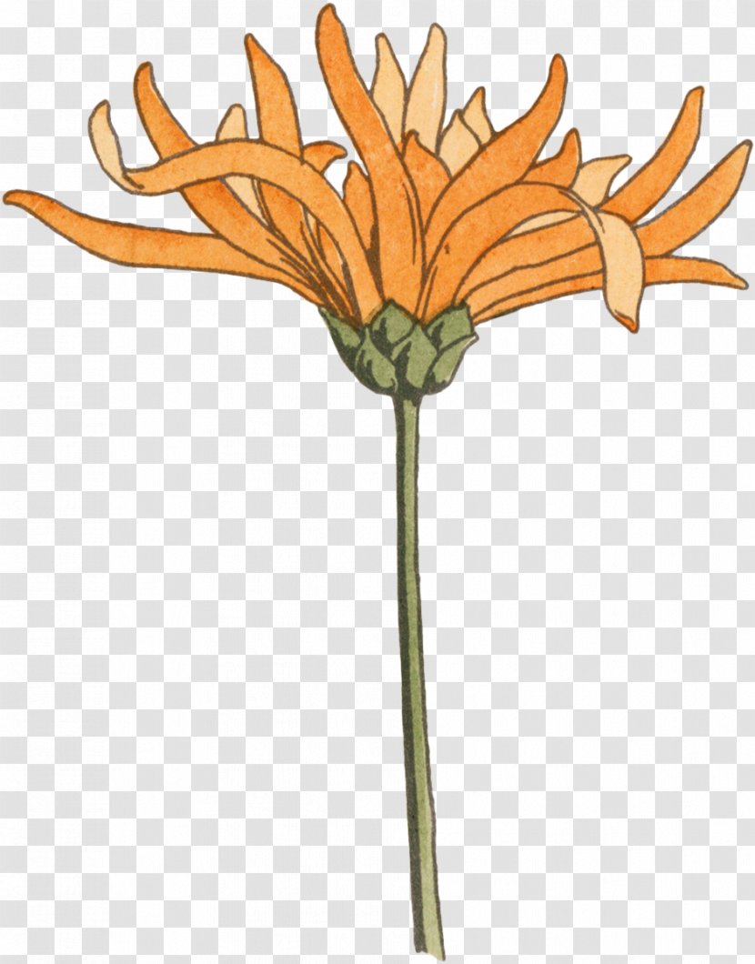 Cut Flowers Plant Oxeye Daisy Chrysanthemum - Dandelion - Tea Transparent PNG