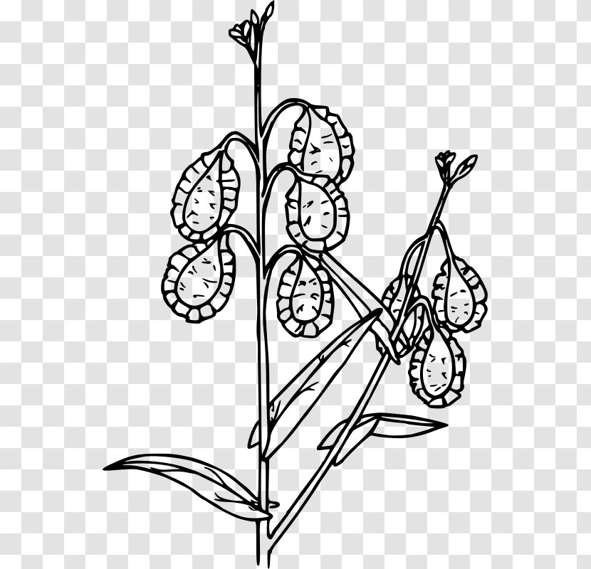 Art Drawing Clip - Flora - Fringe Transparent PNG