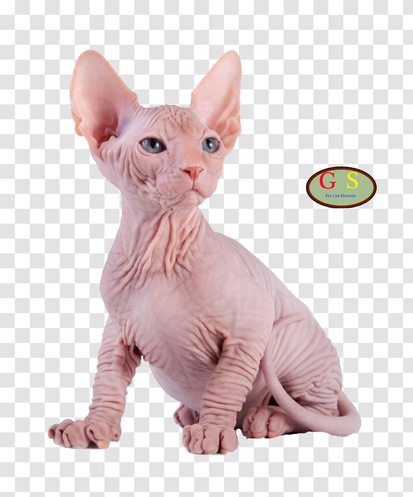 Sphynx Cat Kitten Maine Coon Photography Breed - Cut Transparent PNG