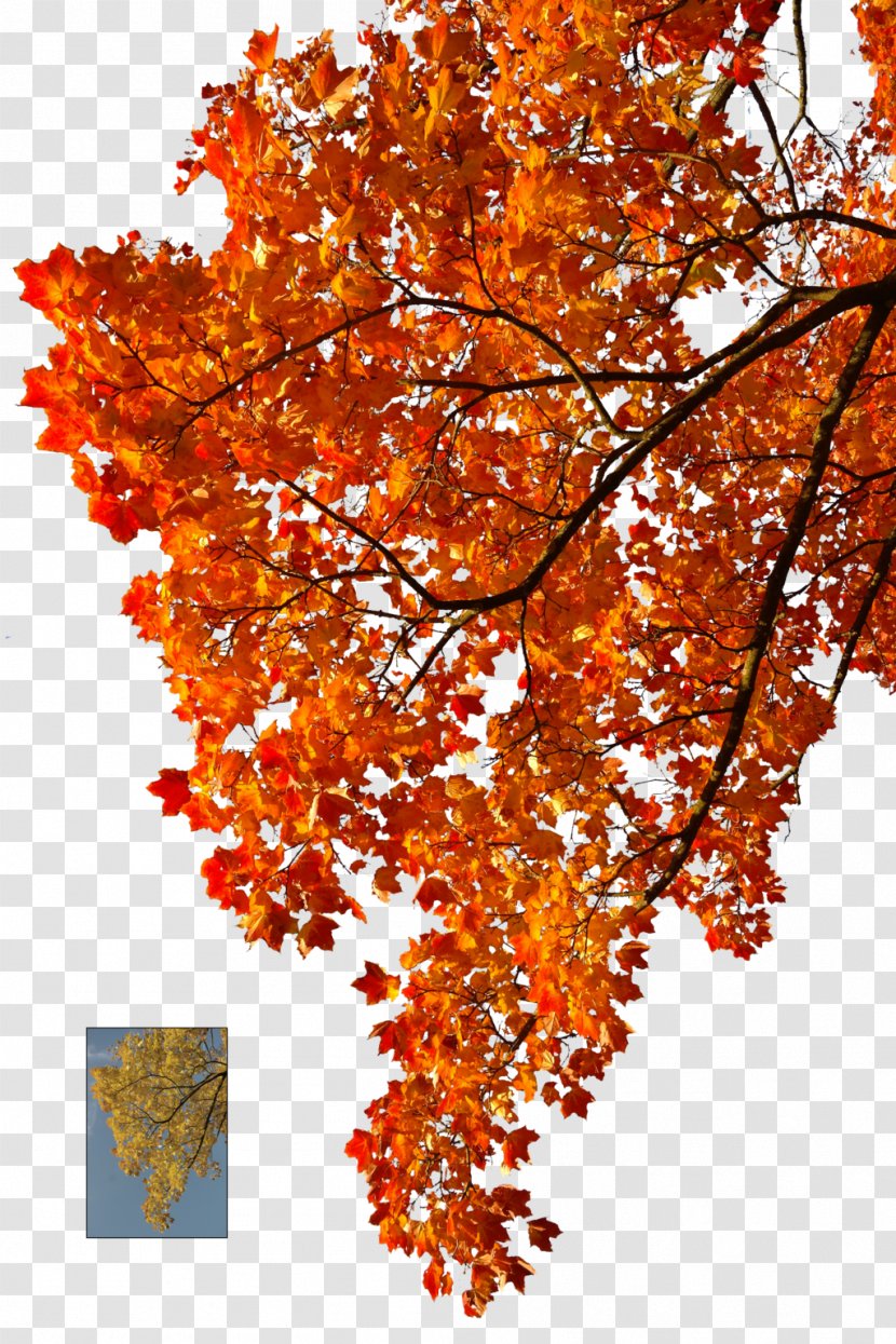 Autumn Leaf Color Tree - Orange Transparent PNG