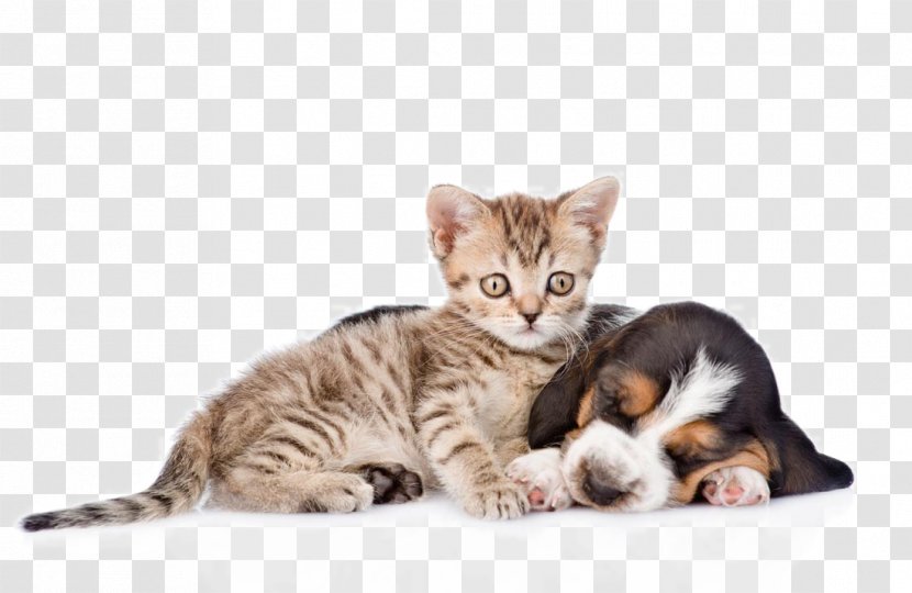 Basset Hound Cat Kitten Puppy Pet - Cute Cats And Dogs Transparent PNG