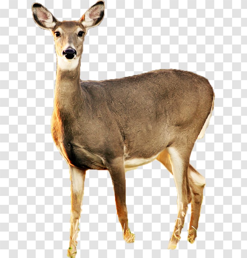 White-tailed Deer Roe Musk Hunting - Mammal Transparent PNG