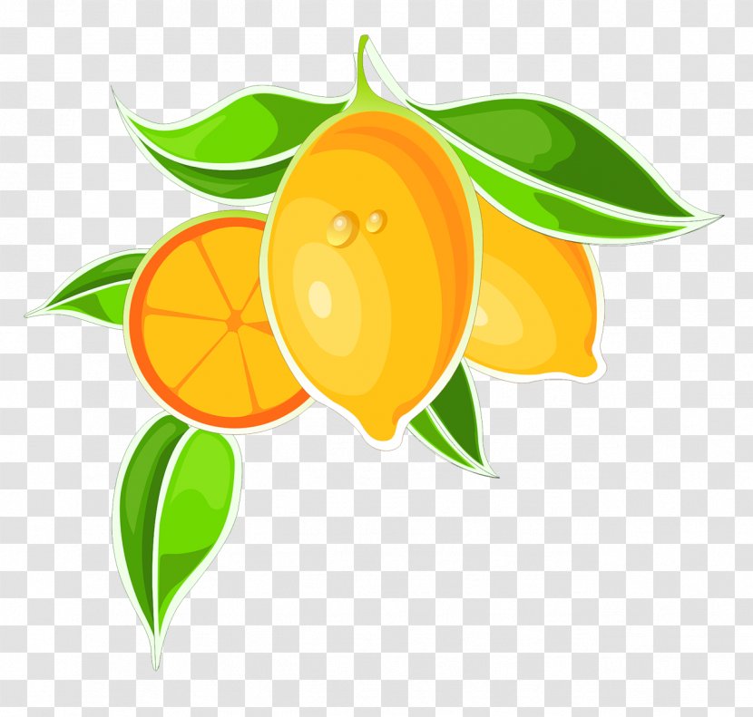 Bitter Orange Cartoon Clip Art - Decoupage - Kumquat Transparent PNG