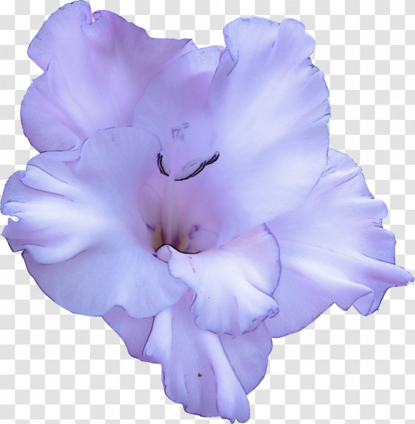Lavender - Flowering Plant Gladiolus Transparent PNG