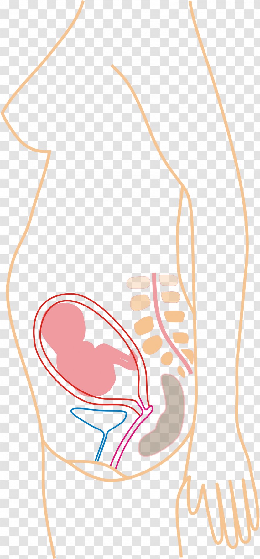 Back Pain Pregnancy Menstruation Cramp Symptom - Tree Transparent PNG