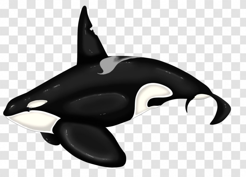 Killer Whale Dolphin Beluga Transparent PNG