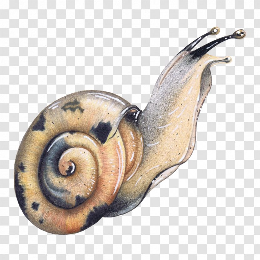 Watercolor Animal - Nautilus - Chambered Ammonoidea Transparent PNG
