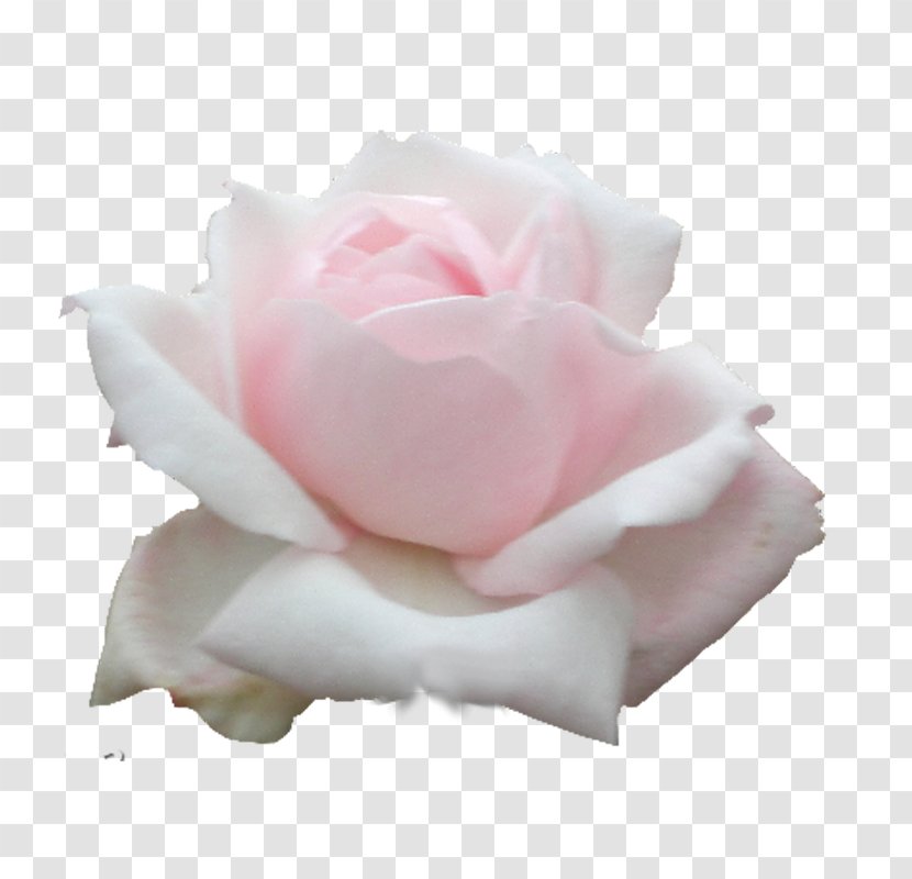 Garden Roses Cabbage Rose Floribunda Flower - Order Transparent PNG