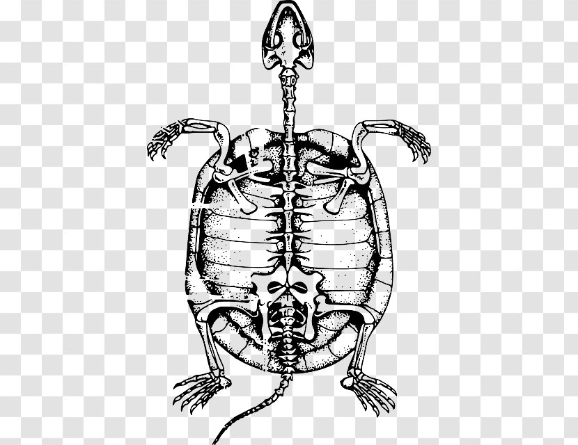 Turtle Reptile Clip Art Human Skeleton - Drawing Transparent PNG