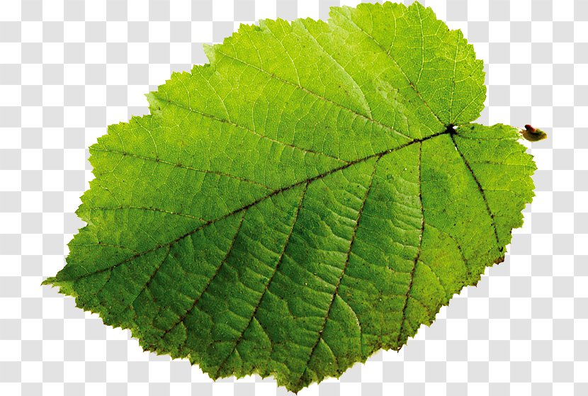 Leaf Hazelnut Common Hazel Grape Leaves - Plant Pathology Transparent PNG