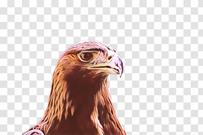 Bird Eagle Golden Of Prey Beak - Accipitridae - Falconiformes Bald Transparent PNG