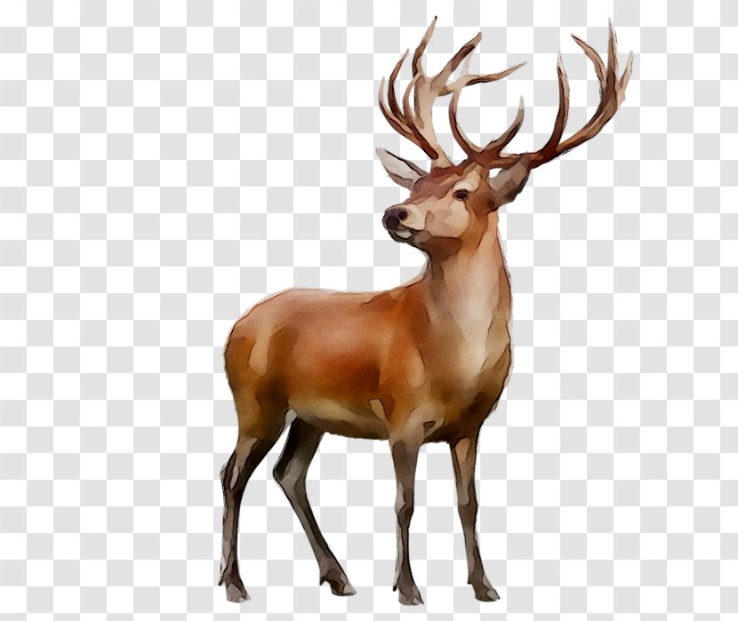 Red Deer Elk Reindeer White-tailed Antler - Horn Transparent PNG