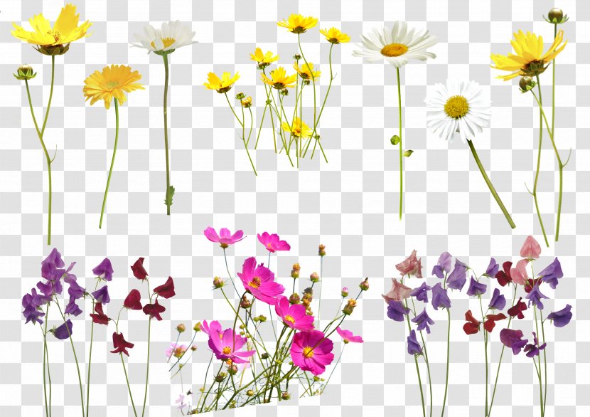 Flower Photography Tutorial - Adobe Photoshop Elements - Gold Floral Transparent PNG