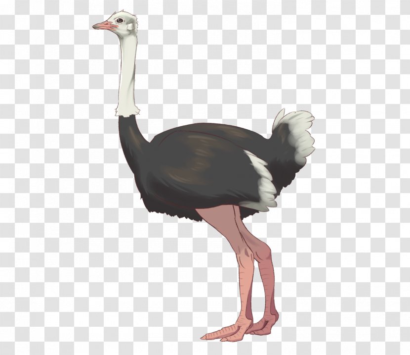 Common Ostrich Bird Animal Niconico Seiga - Water - Neck Transparent PNG