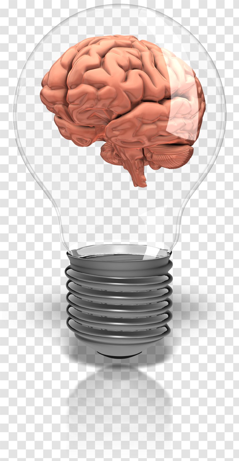 Incandescent Light Bulb Animation Information Brain - Silhouette - The Study Transparent PNG