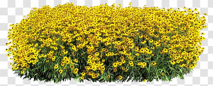 Watercolor Flower Background - Annual Plant Goldenrod Transparent PNG