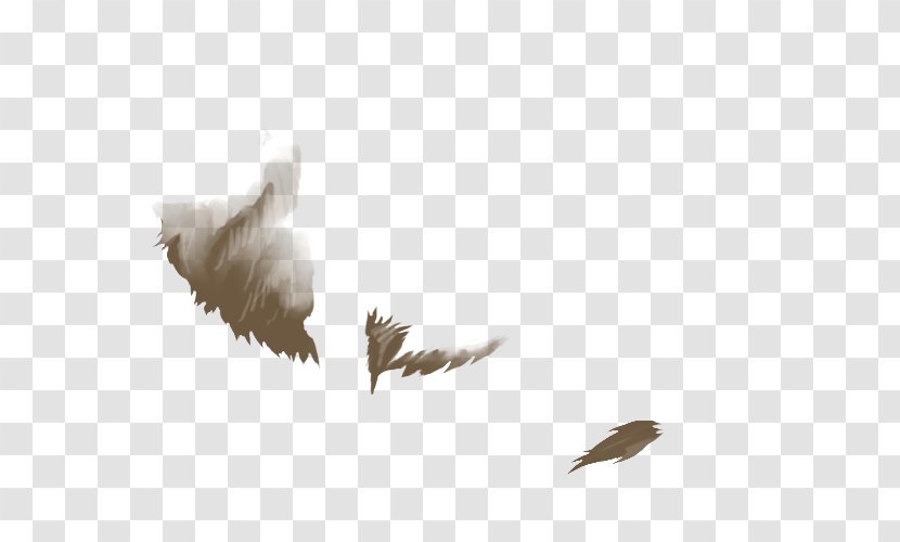Bald Eagle Bird Beak Feather Lion - Water - Mane Transparent PNG