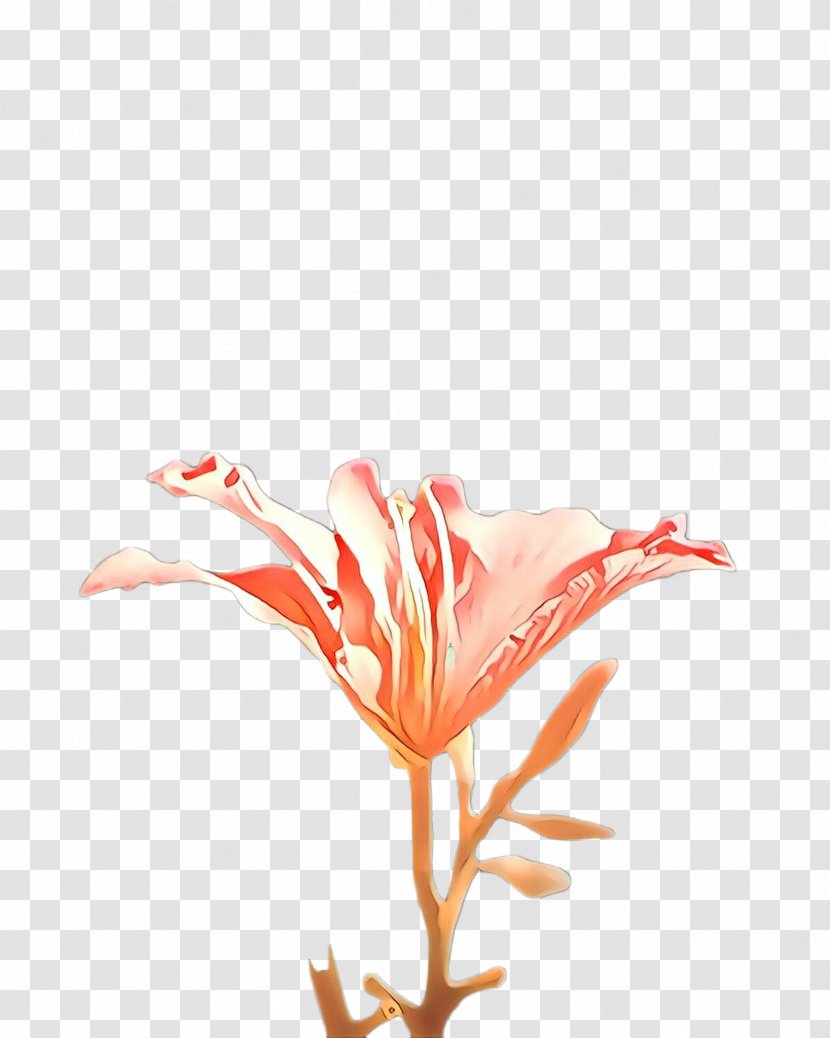 Red Flower Plant Flowering Petal - Stem Transparent PNG