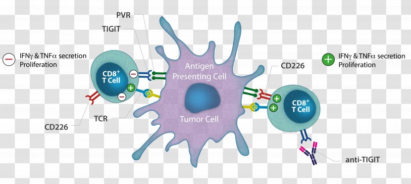 Cancer Immunotherapy T Cell Chimeric Antigen Receptor Graphic Design - Cartoon - Heart Transparent PNG