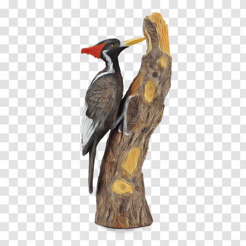 Bird Woodpecker Pileated Hornbill Piciformes - Coraciiformes - Ivorybilled Transparent PNG