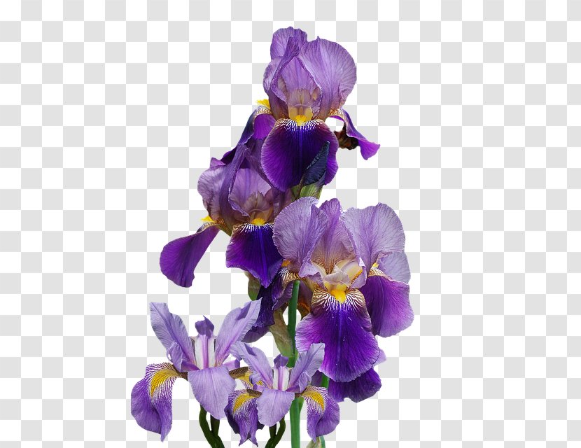 Northern Blue Flag Flowering Plant Iris Family - Seed - Flower Transparent PNG