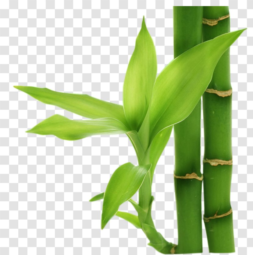 Bamboo Computer File - Plant Transparent PNG