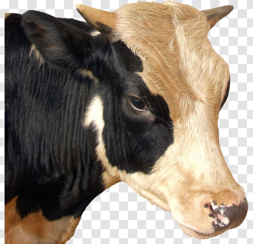 Calf Baka Taurine Cattle Dairy Ox - Bull Transparent PNG