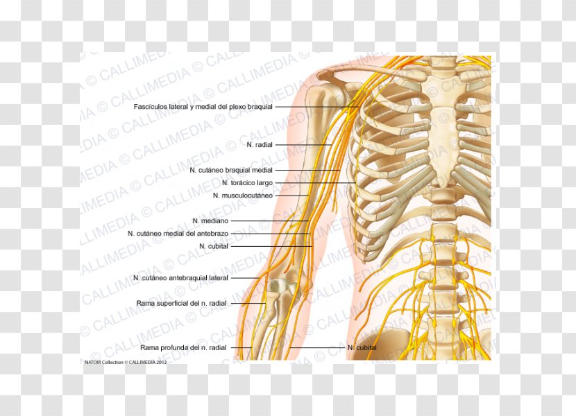 Arm Shoulder Anatomy Nerve Human Skeleton - Watercolor Transparent PNG