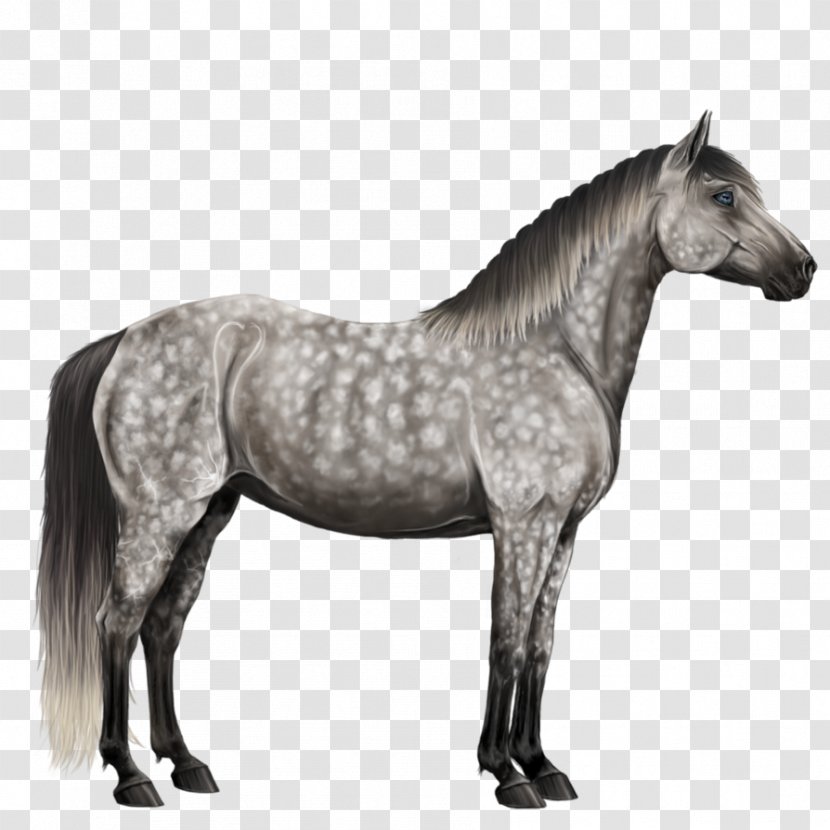 Mustang Percheron Appaloosa Andalusian Horse Arabian - Like Mammal - Grey Transparent PNG