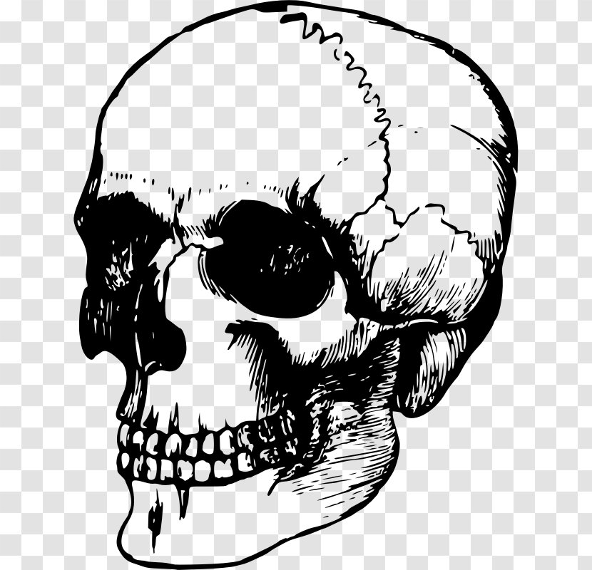 Skull Drawing - Silhouette Transparent PNG