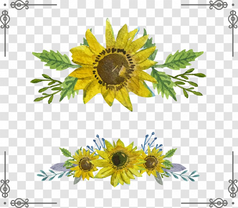 Common Sunflower Euclidean Vector Download - Plant - Hand-painted Transparent PNG