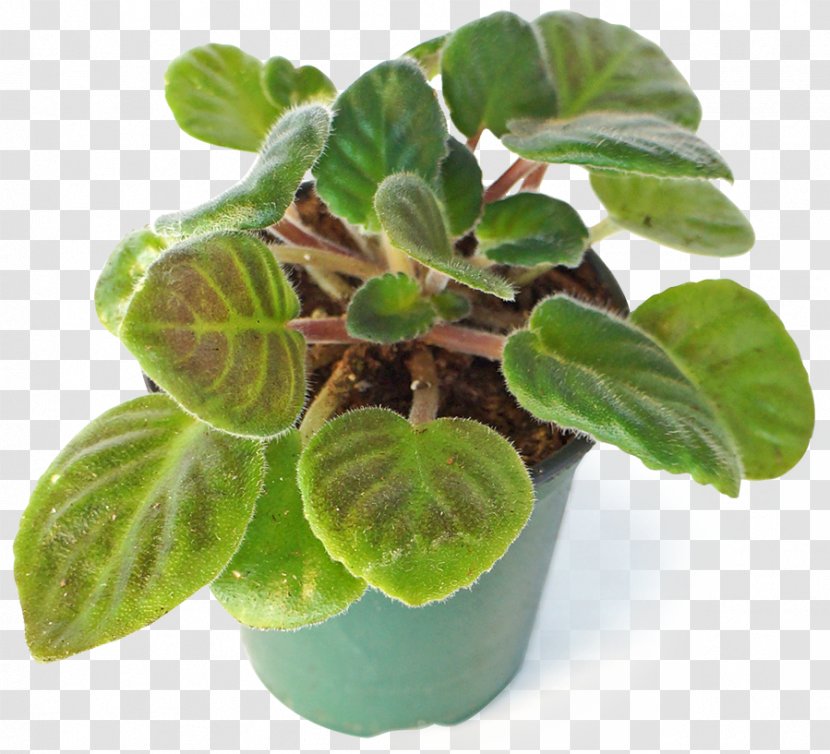 Image Transparency Houseplant Clip Art - Manitoba - Ideas To Decorate Your Room Transparent PNG
