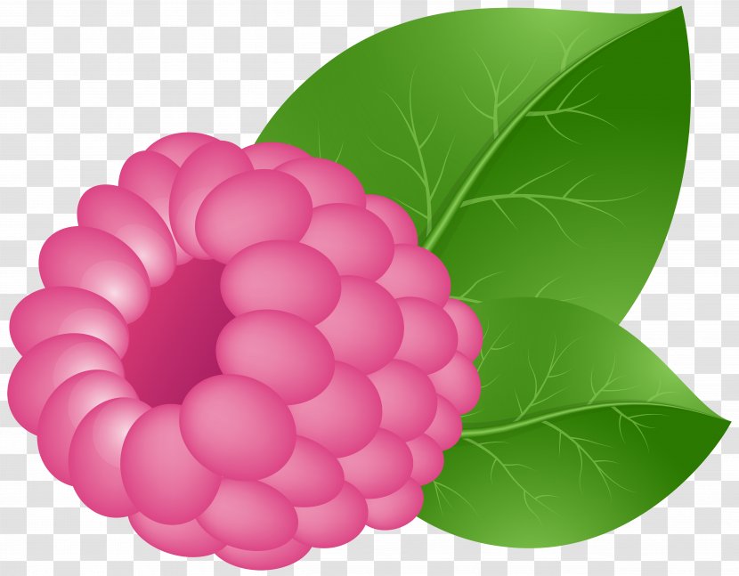 Raspberry Fruit Clip Art - Magenta - Transparent Image Transparent PNG