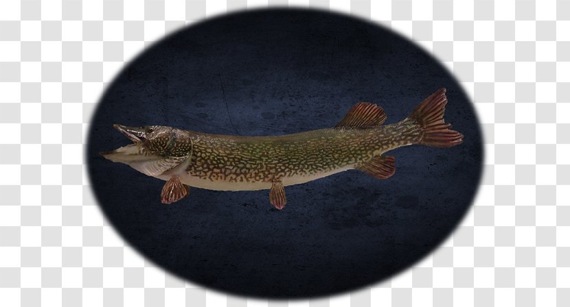 Fish - Northern Pike Transparent PNG