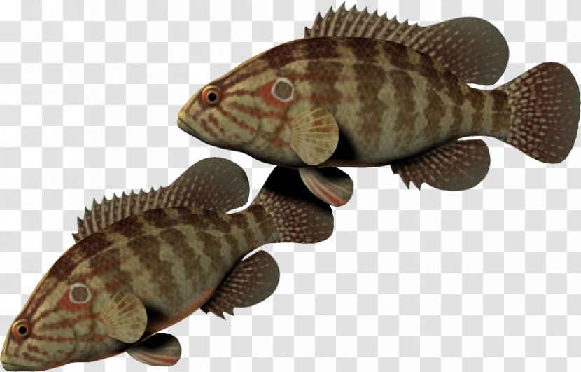 Tilapia - Sea - Organism Transparent PNG