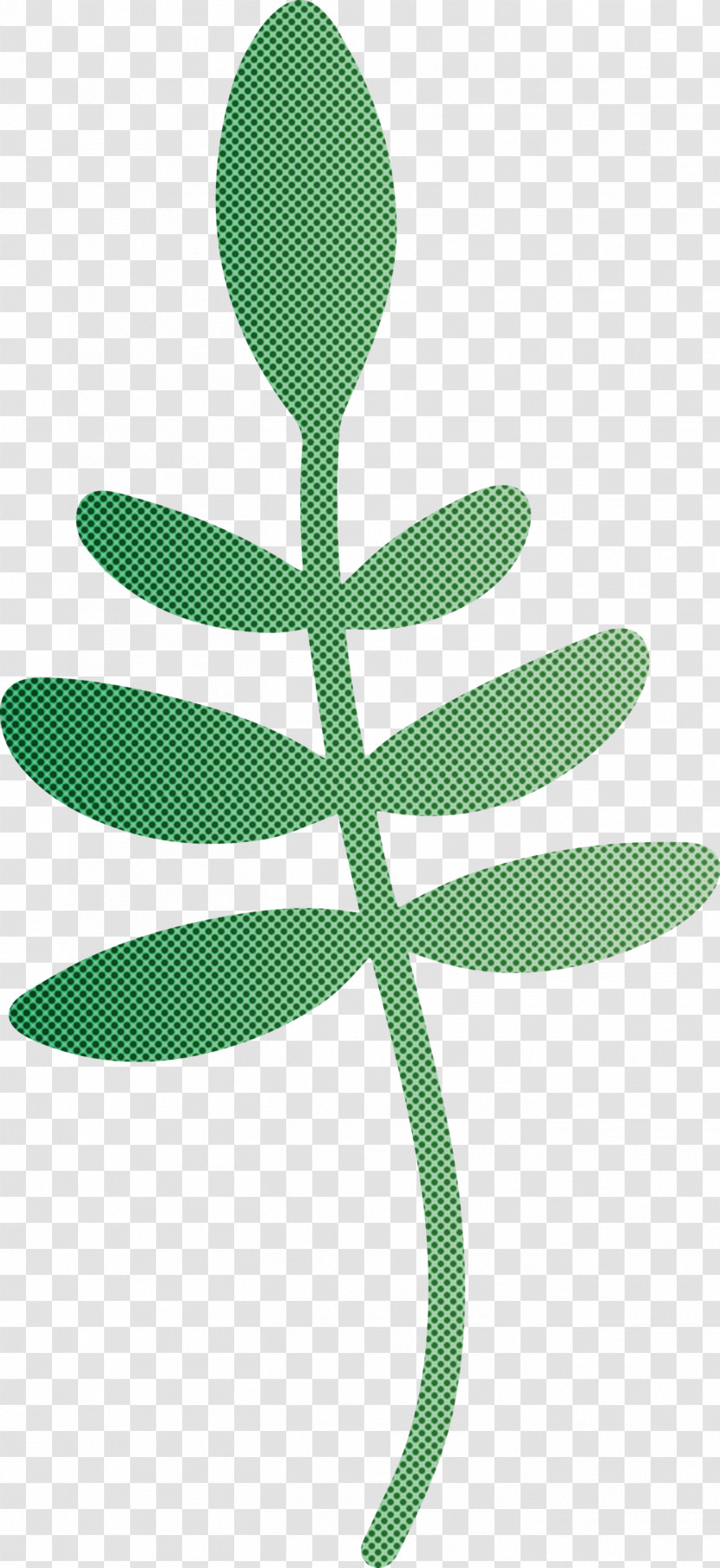 Leaf Plant Stem Tree Flower Green Transparent PNG