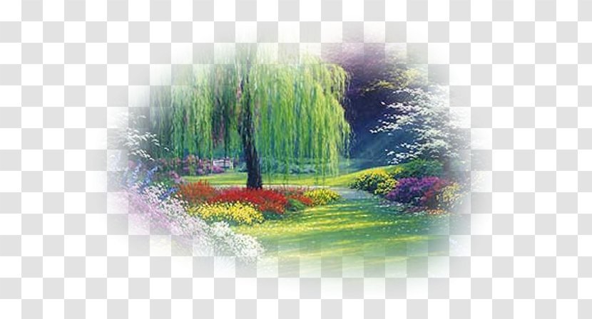 Weeping Willow Tree Garden Shrub - Grass Transparent PNG