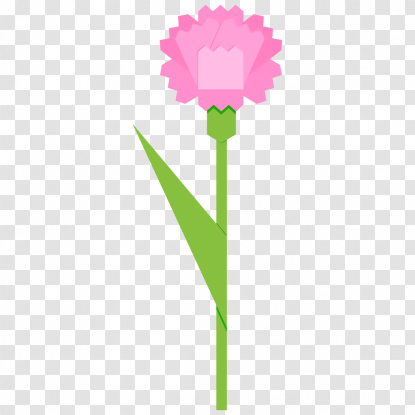 Carnation Flower Transparent PNG