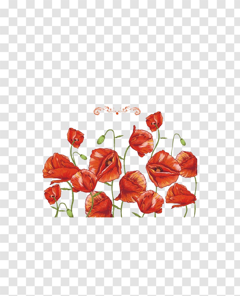 Common Poppy Flower Remembrance - Petal - Red Bell Grass Transparent PNG