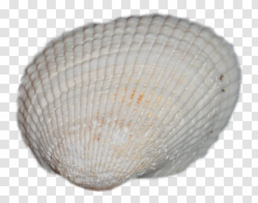 Cockle Clam Mussel Oyster Seashell - SEA SHELL Transparent PNG