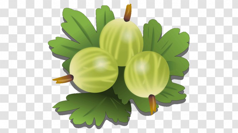 Gooseberry Fruit Vegetable Clip Art - Food - Amla Transparent PNG