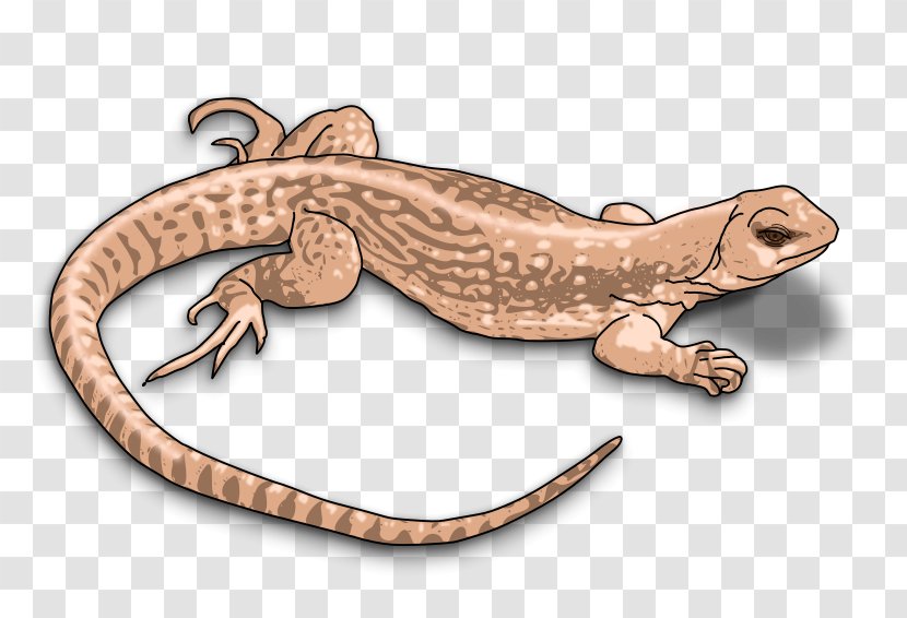 Komodo Dragon Lizard Clip Art - Scaled Reptile - Images Transparent PNG