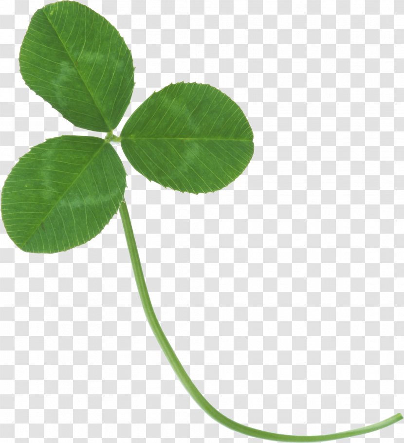 Clover Clip Art - Green - Image Transparent PNG