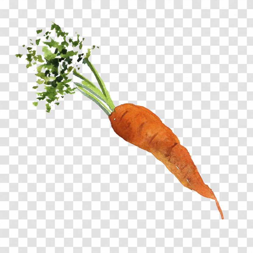 Baby Carrot Organic Food Vegetable - Local - Water Color Transparent PNG