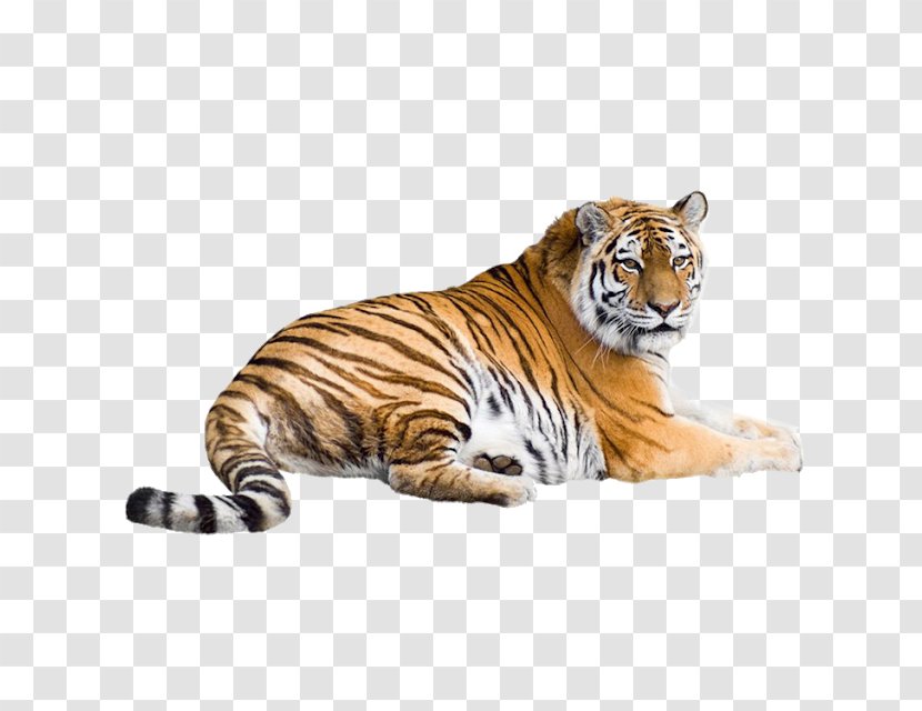 Felidae Liger Bengal Tiger Siberian Lion - Carnivore Transparent PNG