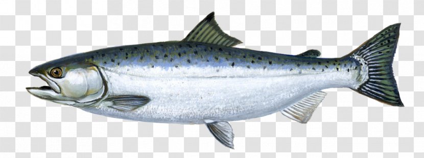 Chinook Salmon Coho Sockeye River AquAdvantage - Sea Trout - Like Fish Transparent PNG