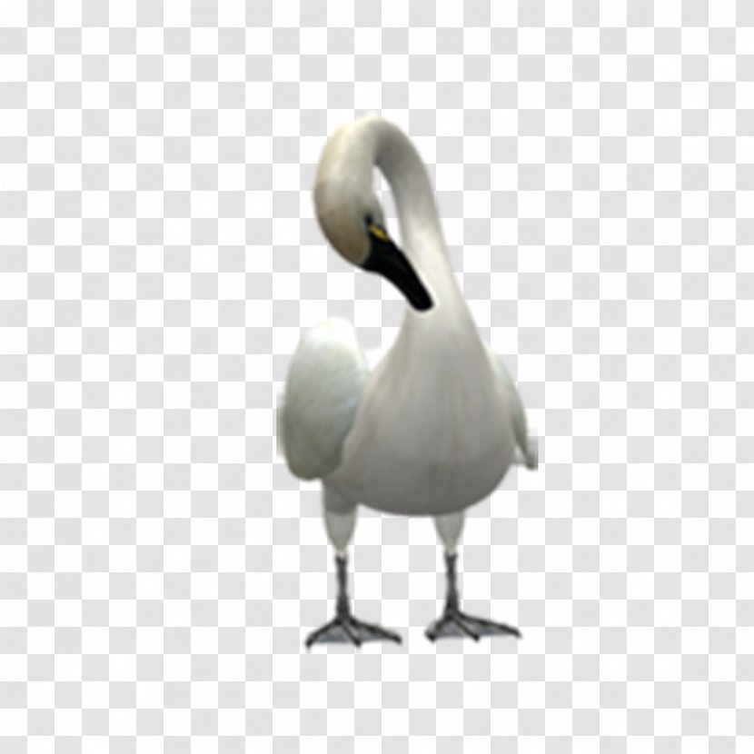 Cygnini Swan Goose Duck Bird - Fauna Transparent PNG