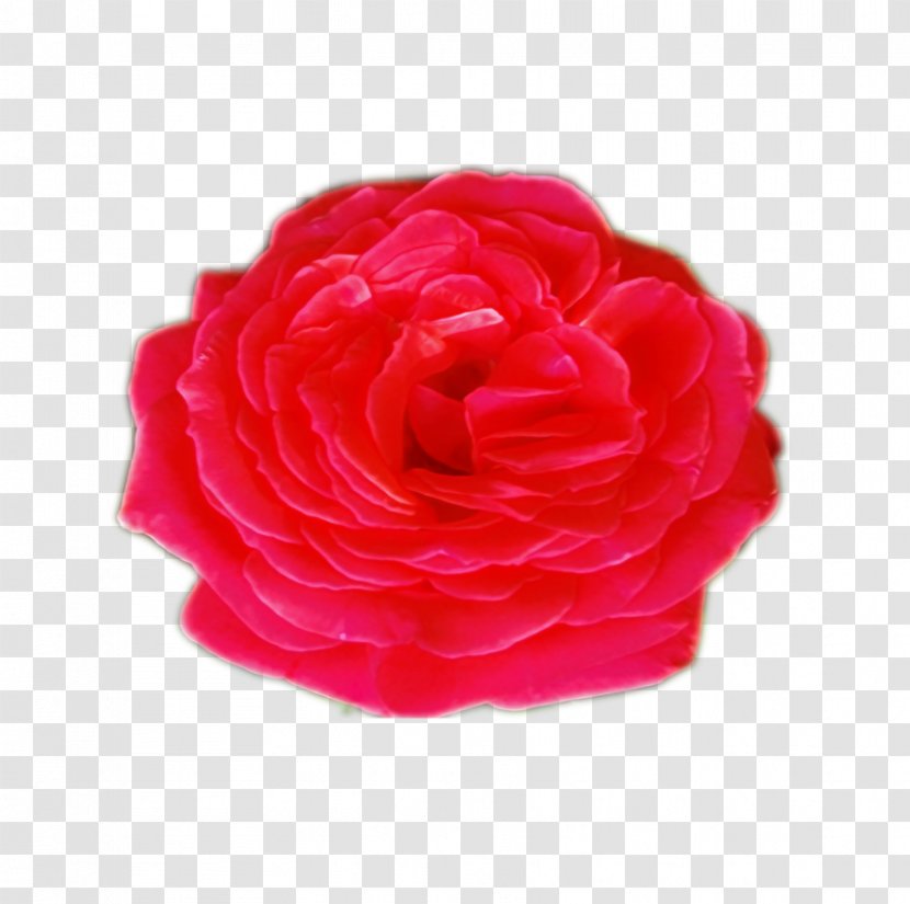 Garden Roses Cabbage Rose Cut Flowers Peony - Get Well Transparent PNG