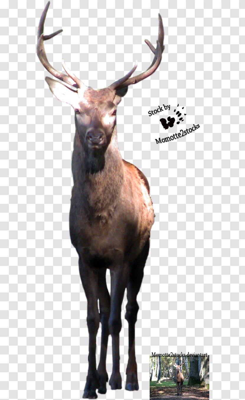 Elk Reindeer Terrestrial Animal Wildlife Snout - Horn Transparent PNG