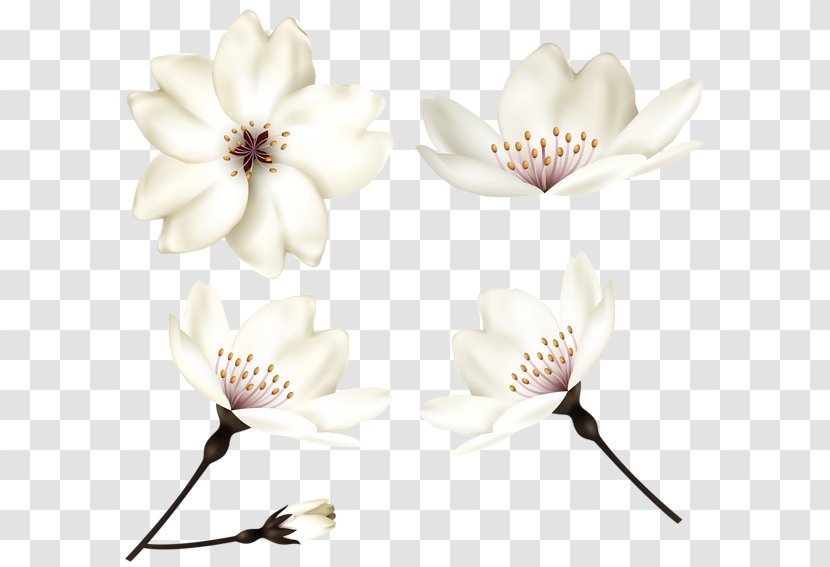 Desktop Wallpaper Clip Art - Magnolia Family - Spring Transparent PNG
